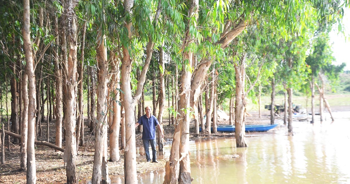 La Gi Nông dân chuyển đổi keo lá tràm sang cây ăn trái