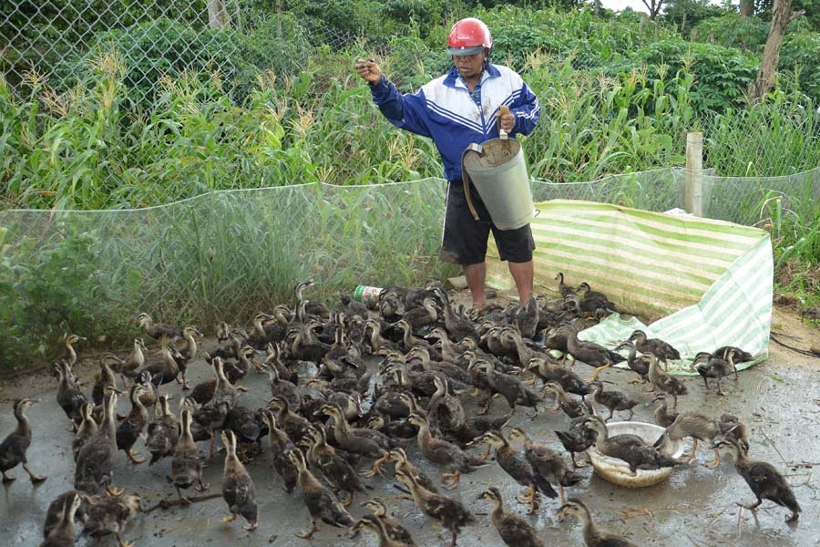 Giấc mơ làm giàu từ vịt trời của đôi vợ chồng trẻ Hà Tĩnh