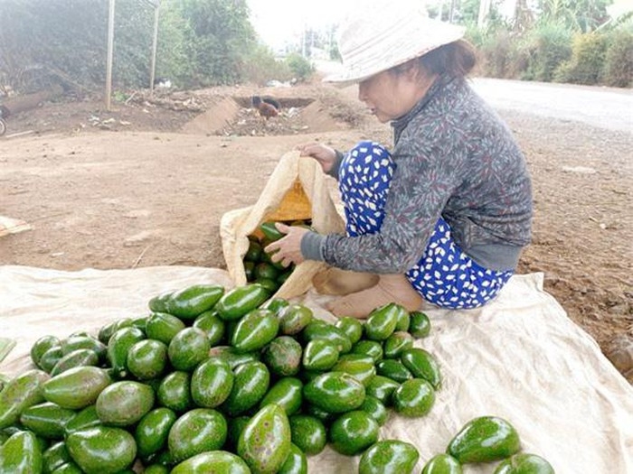 Vườn bơ trồng nhiều giống cho thu hoạch quả quanh năm