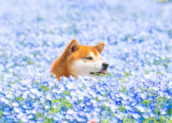 Tan chảy trước hình ảnh dễ thương của chú chó Shiba yêu hoa cỏ | Báo Gia  Lai điện tử
