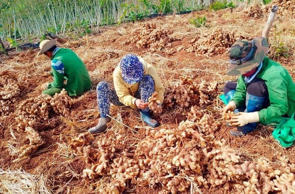 Cách bảo quản và chăm sóc gừng giống để đạt hiệu suất tốt nhất?
