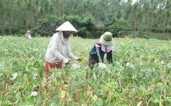 Trồng đậu đen xanh lòng, đậu đen trắng lòng, nông dân ở vùng này của Bình Định nhà nào trồng cũng có tiền