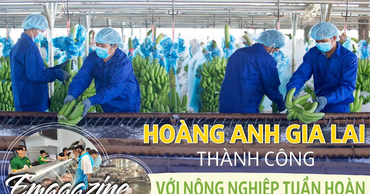 Hoàng Anh Gia Lai thành công với nông nghiệp tuần hoàn | Báo Gia Lai điện tử