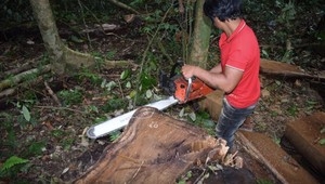Lâm Đồng khởi tố nhiều đối tượng phá rừng 