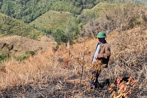 Lâm tặc rải đinh bẫy cán bộ quản lý bảo vệ rừng ở Đắk Nông