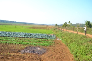 Người dân huyện Đak Đoa chuyển đổi đất lúa kém hiệu quả sang trồng rau xanh