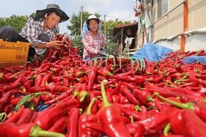 Kim ngạch xuất khẩu ớt quý I-2024 tăng gần 53% 