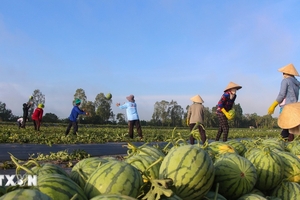 Khuyến cáo dưa hấu Việt Nam xuất khẩu sang Trung Quốc phải có nguồn gốc xuất xứ