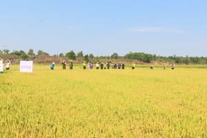 Đak Đoa tổ chức hội thảo đánh giá giống lúa chất lượng cao