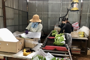 Các công nhân sơ chế và đóng gói chuối cho Công ty Cổ phần nông nghiệp công nghệ cao Hưng Sơn (Đak Đoa) để xuất khẩu. Ảnh: Lê Nam