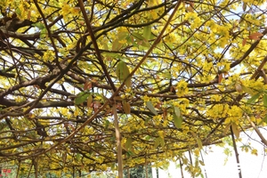 Chiêm ngưỡng 'cụ mai' nở hoa vàng rực, phủ tròn hơn 50m2 ở miền Tây