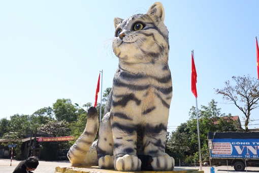 'Hoa hậu mèo' Tết Quý Mão xuất hiện tại Quảng Trị?  