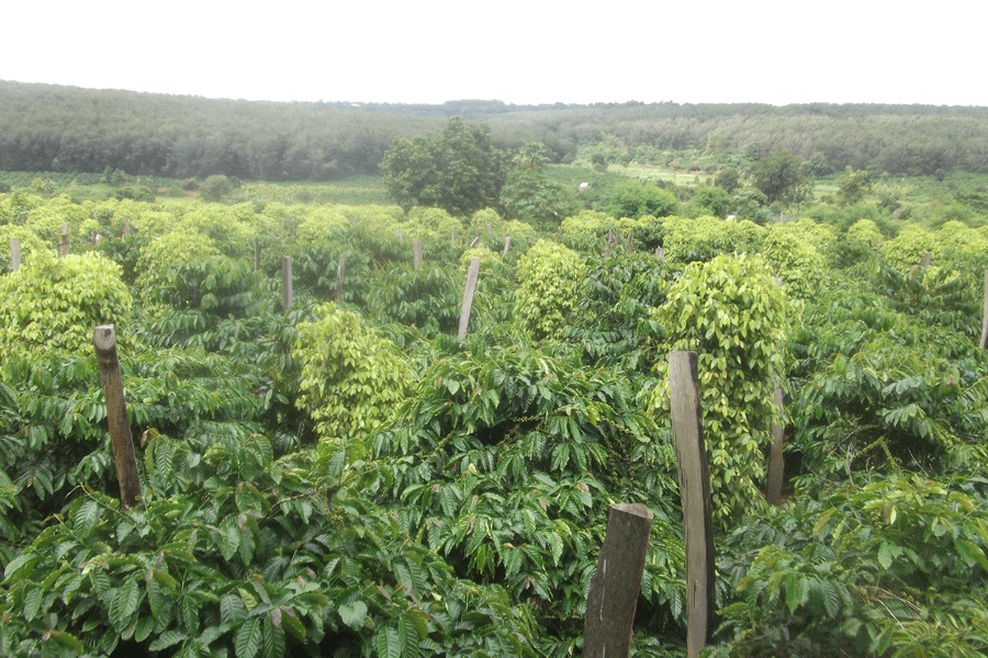 Trồng xen cây ăn quả trong vườn cà phê