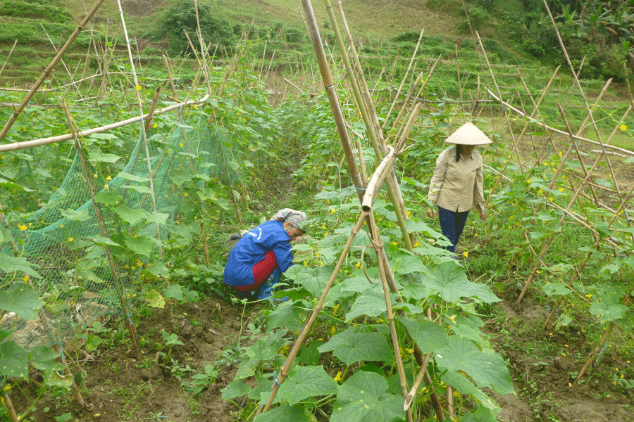 Hợp tác xã phát triển nông nghiệp Tân Diên Hồng