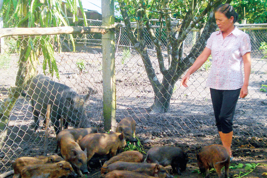 Trang trại nuôi heo rừng lai theo hướng đặc sản ở Đắk Nông