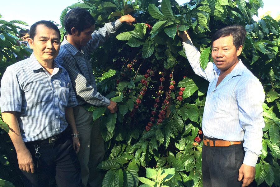 Tái canh cây cà phê ở Kon Tum