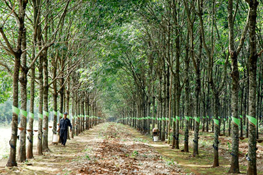 Phát triển cây cao su - Điểm qua những bước tiến và phát triển mới nhất trong ngành sản xuất cây cao su. Hình ảnh liên quan sẽ giúp bạn tìm hiểu về các kỹ thuật trồng, chăm sóc và thu hoạch cây cao su, cùng những cách để phát triển hiệu quả ngành nông nghiệp này.