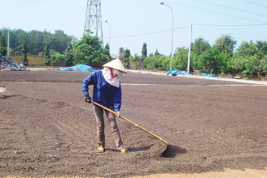 Cần giải pháp sơ chế, bảo quản cà phê sau thu hoạch