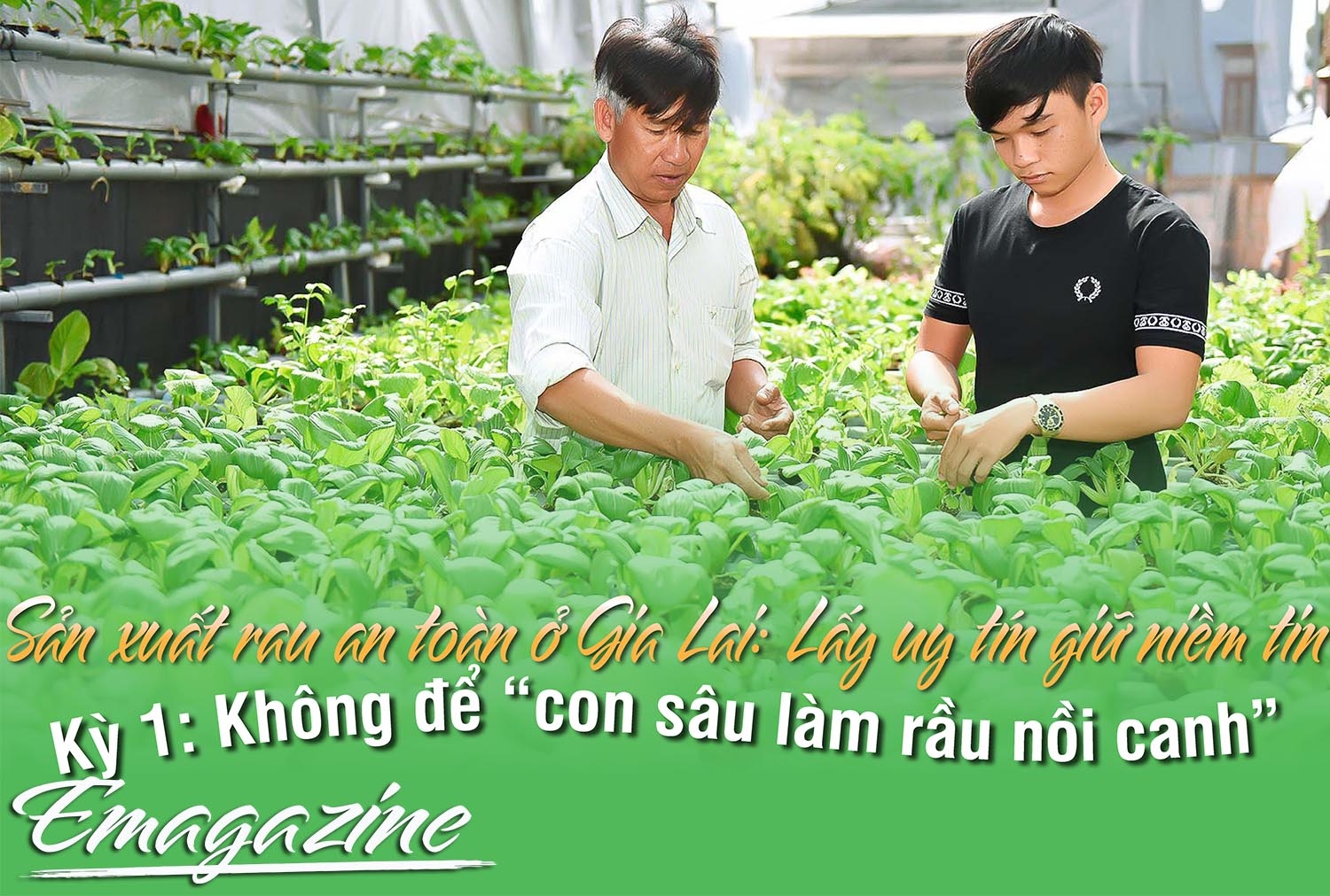 Sản xuất rau an toàn ở Gia Lai: Lấy uy tín giữ niềm tin-Kỳ 1: Không để "con sâu làm rầu nồi canh"