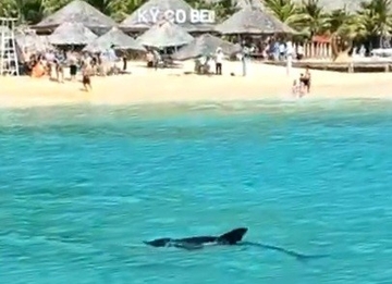 Du khách thích thú cảnh cá heo bơi lượn tung tăng dưới mặt nước