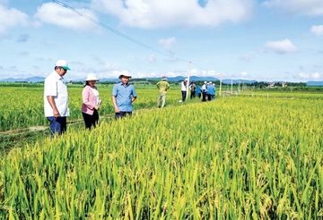 Đak Pơ: Giống lúa mới mang lại hiệu quả cao 
