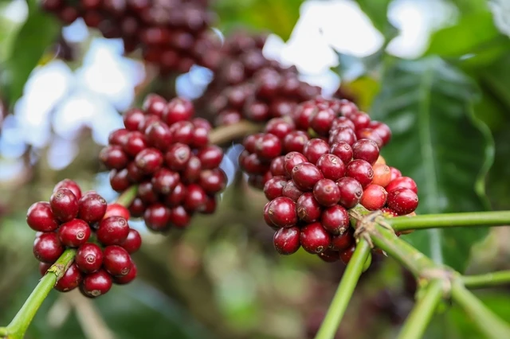 Giá cà phê robusta sắp cán mốc 4.000 USD/tấn