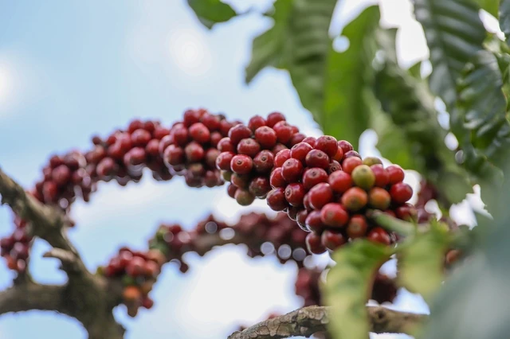 Việt Nam kéo giá cà phê Brazil tăng mạnh 
