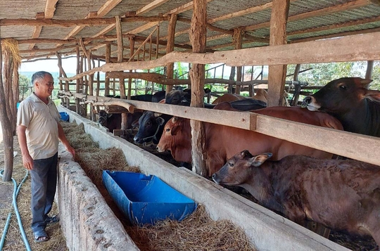 Chăn nuôi bò: Khó khăn chồng chất