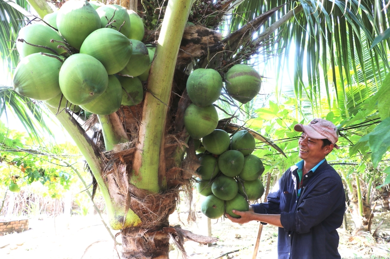 Dừa xiêm dừa sáp có trồng được ở miền Bắc không  Cây Cảnh 365