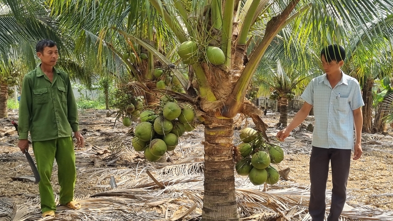 Thu nhập ổn định nhờ trồng dừa xiêm dứa  Báo Gia Lai điện tử