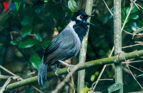 Top 10 Loài Chim Siêu Đẹp Siêu Quý Hiếm Trên Thế Giới Bạn Sẽ Hối Tiếc Nếu  Chưa Nhìn Thấy Chúng - YouTube