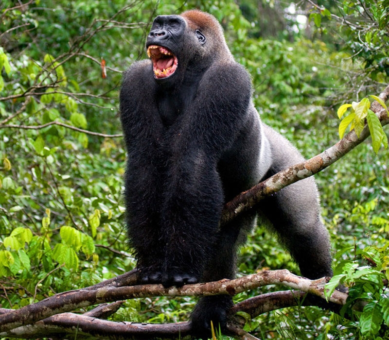 Con Khỉ Đột Vượn Động Vật Có - Ảnh miễn phí trên Pixabay - Pixabay