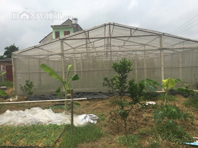 Ninh Bình mở rộng diện tích trồng rau màu trong nhà lưới  Đài Phát thanh  và Truyền hình Ninh Bình