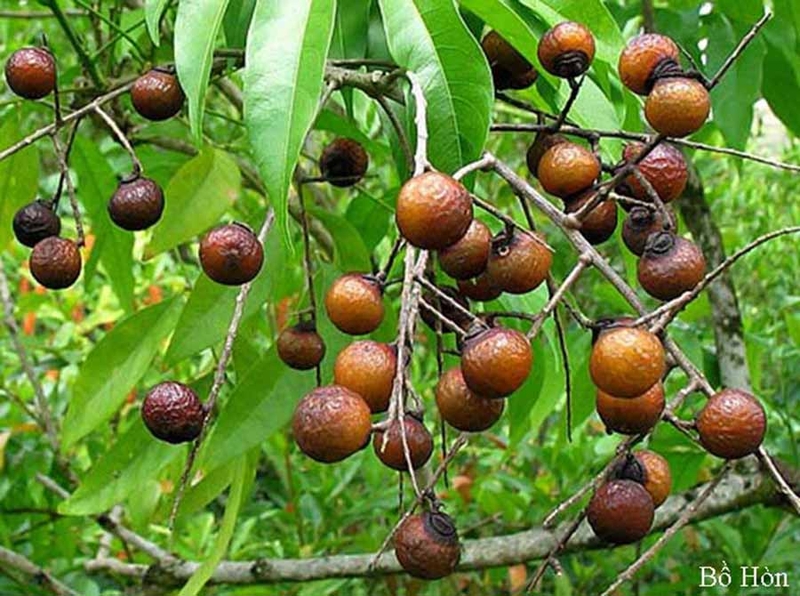 Cách trồng và chăm sóc cây Bồ Hòn