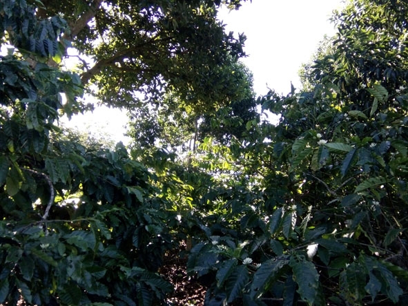Mô hình trồng xen vườn cà phê hiệu quả