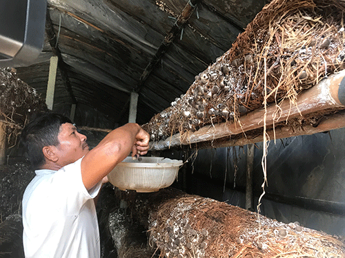Trồng nấm rơm sạch trong nhà giá tăng gấp đôi năng suất gấp ba nấm trồng  ngoài vườn  Dân Việt