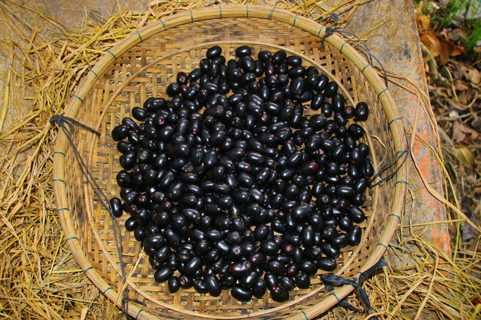Loại quả đen sì mọc dại ở miền Tây, trước rụng đầy gốc bỗng thành đặc sản  giá 200.000/kg