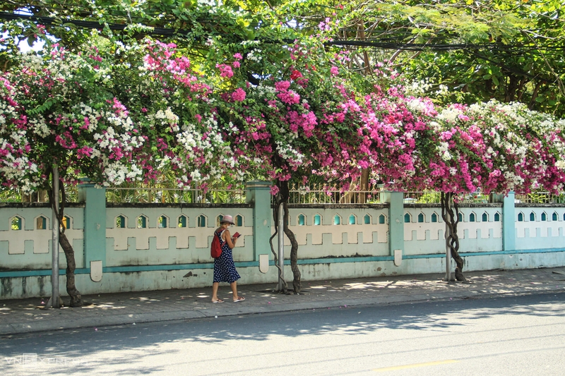 Sắc hồng rực rỡ của hoa giấy ở phố biển Nha Trang | Báo Gia Lai ...