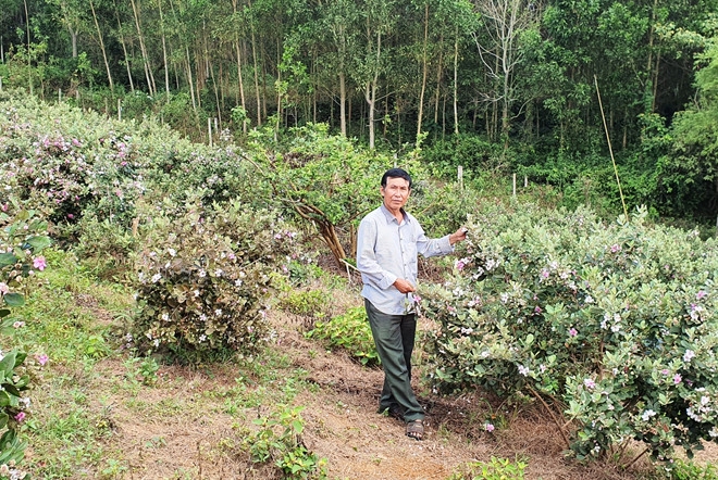 Tuyên Hóa Mô hình trồng sim mang lại thu nhập cao cho người dân  Báo  Quảng Bình điện tử