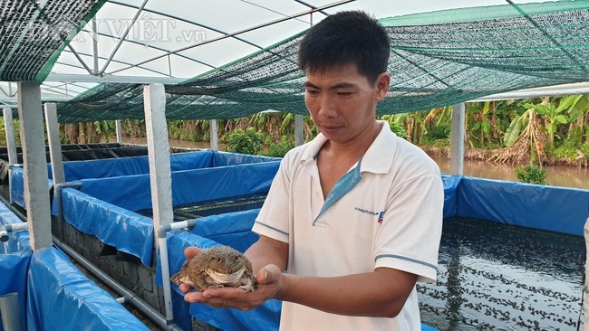Trung tâm dịch vụ nông nghiệp huyện Hưng Nguyên tổ chức nghiệm thu mô hình   Nuôi ếch lót bạt trong vườn nhà