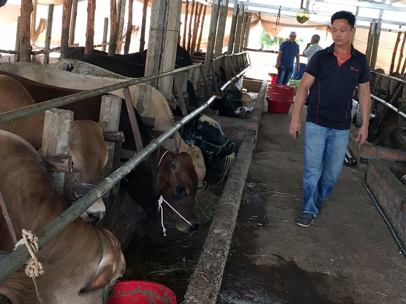 Kỹ thuật nuôi bò vỗ béo  Kỹ Thuật Nông Nghiệp