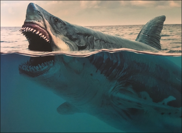 Cá mập Megalodon dài bao nhiêu ăn gì sống ở đâu  WWF CocaCola River  Basin