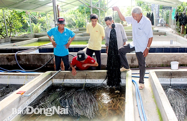 Kỹ thuật nuôi Lươn không bùn tại nhà  Niên Giám Nông Nghiệp