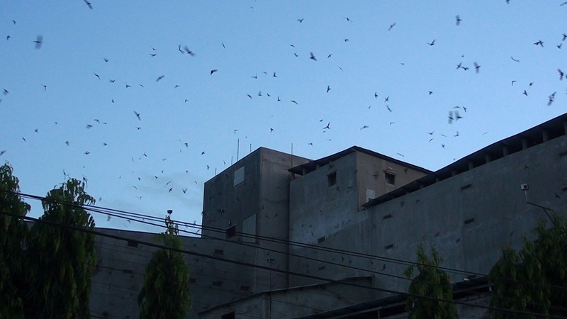 Tây Ninh Cấm nuôi chim yến trong nội thành khu dân cư