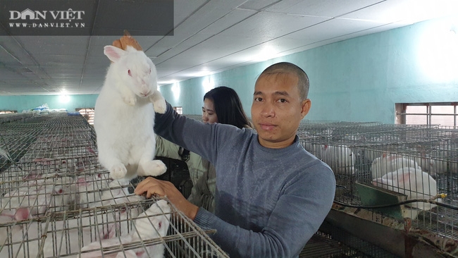 mô hình nuôi thỏ gia đình  thỏ thả vườn  BVN  YouTube