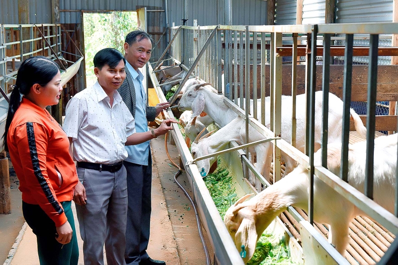 Hiệu quả từ mô hình nuôi dê tại xã Bình Tân huyện Gò Công Tây