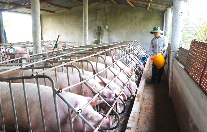 Hồ sơ xin dự án đầu tư trang trại chăn nuôi heo thịt 24000 con