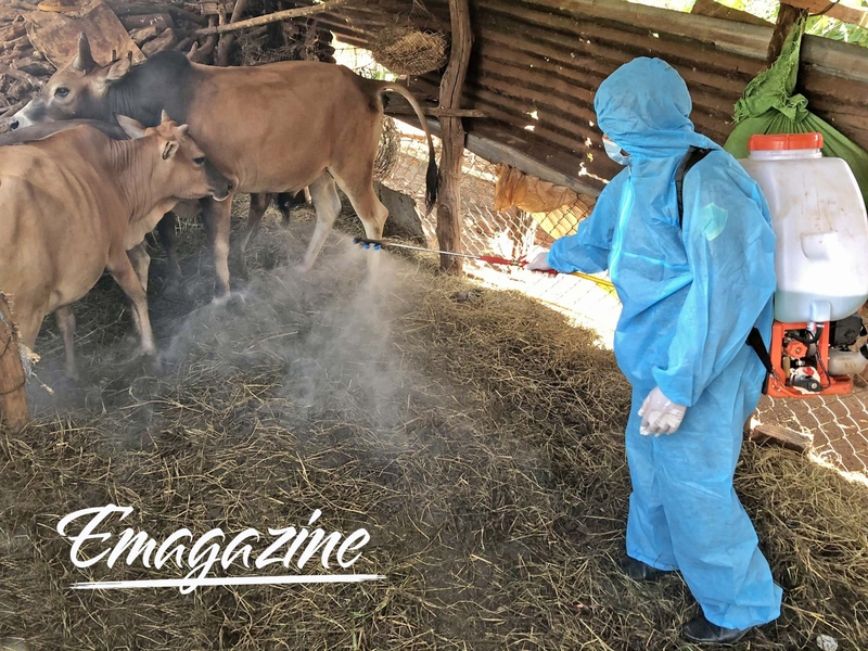 Khẩn trương ngăn chặn bệnh viêm da nổi cục trên đàn bò