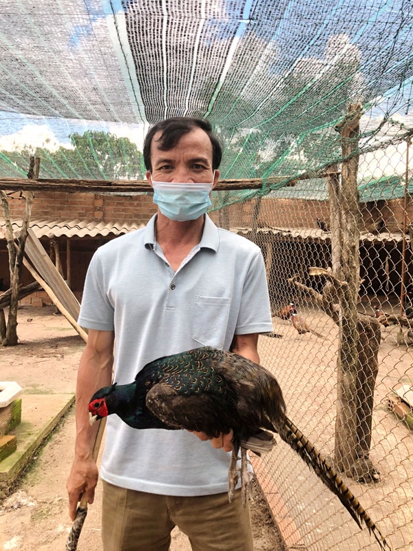 Lâm Đồng: Nuôi chim trĩ la liệt, ông nông dân vùng Nam Ban bán 220.000  đồng/con | Báo Gia Lai điện tử