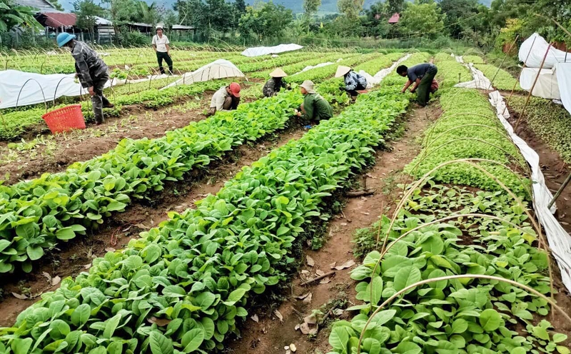 Farmers get rich thanks to the model of growing dong leaves on field land   YouTube